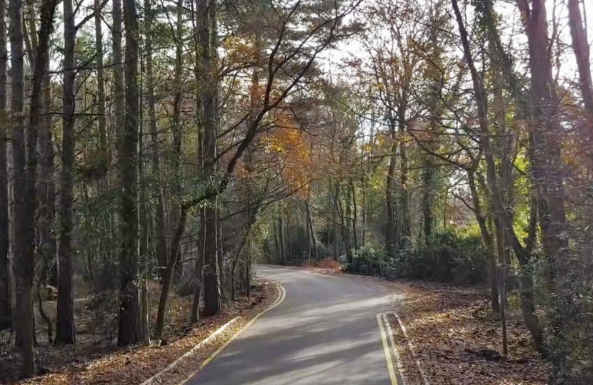 road with trees