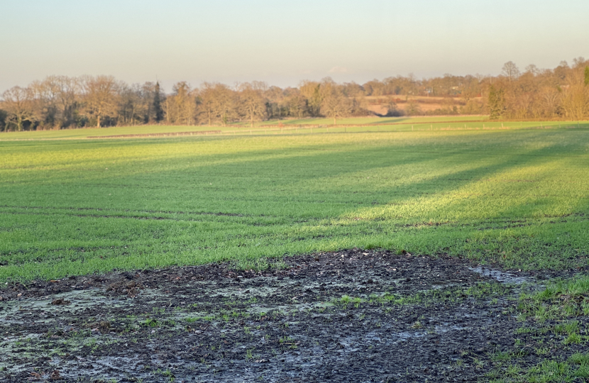 sunlit farm field