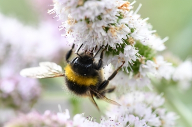 bee