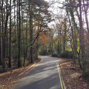 road with trees