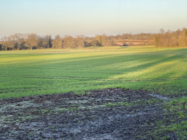 sunlit farm field